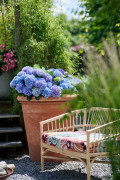 tuinhortensiashoot Elize Eveleensgrote pot terracotta