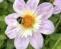 FAM Dahlien fuer Bienen und Schmetterlinge 2024