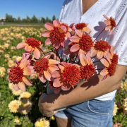 FAM_Flower_Farm_IMG_0566-AA-Totally-Tangerine