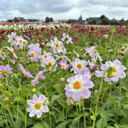 FAM_Flower_Farm_IMG_3571-AA-Teesbrooke-Audrey