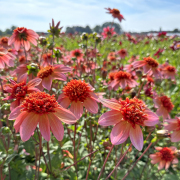 FAM_Flower_Farm_IMG_4218-AA-Totally-Tangerine