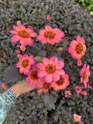 FAM_Flower_Farm_IMG_1016-Dahlegria-tricolore