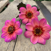 FAM_Flower_Farm_IMG_1065-Dahlegria-Tricolore-AA-vierkant-high