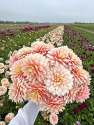 FAM_Flower_Farm_IMG_0939-AA-Sheer-Heaven