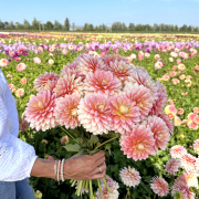 FAM_Flower_Farm_IMG_2038-AA-Sheer-Heaven