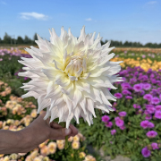 FAM_Flower_Farm_IMG_5806-AA-Kas-Cloud