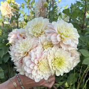 FAM_Flower_Farm_3650-AA-Sweet-Nathalie-high