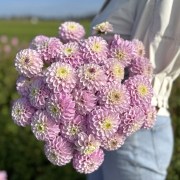 FAM_Flower_Farm_3803-AA-Genova-high