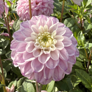 FAM_Flower_Farm_3811-AA-Genova-high