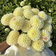 FAM_Flower_Farm_3853-AA-Jowey-Venice-high