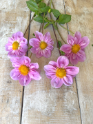 FAM_Flower_Farm_4007-AA-Rosy-Wings-high