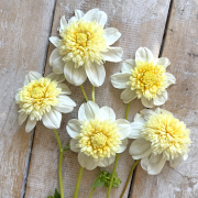 FAM_Flower_Farm_4038-AA-Platinum-Blond-high