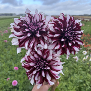 FAM_Flower_Farm_4207-AA-dahlia-Taran-high