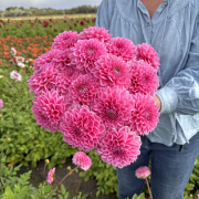 FAM_Flower_Farm_4251-AA-Sandra-high