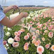 FAM_Flower_Farm_4772-AA-water-geven-Sheer-Heaven-high-gieter