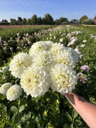 IMG_5586-AA-Bride-to-be