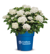 packshot container pot ES endless summer dreamcloud productshot product shot