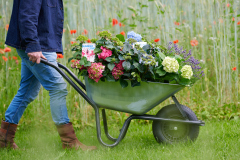 Endless Summer ES Campaign Fotoshoot 2024HydrangeasWheelbarrow Campagne