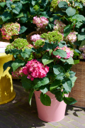 Endless Summer ES Campaign Fotoshoot 2024Summer LoveClose up Campagne
