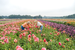 FAM_Flower_Farm_Z63_2885_Lilian_Fotografie_Fam_Flower_Farm_Dahlias_Noordwijkerhout_2025-09-27