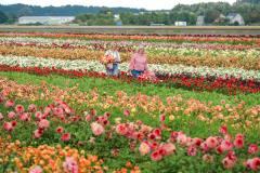 FAM_Flower_Farm_Z63_4206_Lilian_Fotografie_Fam_Flower_Farm_Dahlias_Noordwijkerhout_2025-09-27