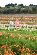 FAM_Flower_Farm_Z63_4240_Lilian_Fotografie_Fam_Flower_Farm_Dahlias_Noordwijkerhout_2025-09-27