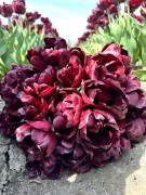 FAM_6376-AA-Black-Peony