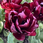 FAM_6382-AA-Black-Peony-high