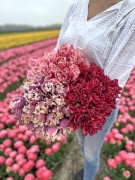 FAM_E0821-AA-Tulpen-Mix-fringed-FAM-Flower-Farm