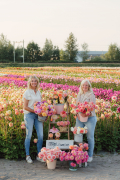FAM_LA1_3115_Lilian_fotografie_FAM_Flower_Farm_Linda_Marlies_Dahlia_Voorhout_2023_09_14