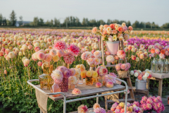 FAM_LA2_9731_Lilian_fotografie_FAM_Flower_Farm_Linda_Marlies_Dahlia_Voorhout_2023_09_14