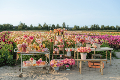 FAM_LA3_9143_Lilian_fotografie_FAM_Flower_Farm_Linda_Marlies_Dahlia_Voorhout_2023_09_14