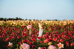 FAM_LA3_9208_Lilian_fotografie_FAM_Flower_Farm_Linda_Marlies_Dahlia_Voorhout_2023_09_14