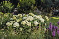 FlowerWOWFirst Editions hydrangea arborescens Garden view
