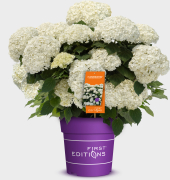 FlowerWOW flowerwow FE First editions label etiket mock-up mockup mock up label