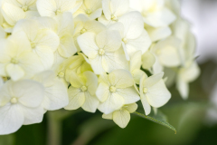 Hydrangea arborescens close up close-up FE8900031 FlowerWOWFirst Editions