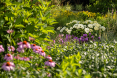 FlowerWOWFirst Editions hydrangea arborescens Garden view