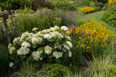 FlowerWOWFirst Editions hydrangea arborescens Garden view FE8900021