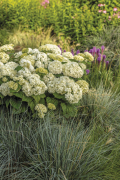 FE First Editions FlowerWOWHydrangea arborescens Garden view NEW