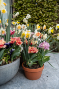 AA-famflowerfarm-tulpen-en-narcissen-HR-3