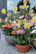 AA-famflowerfarm-tulpen-en-narcissen-HR-6