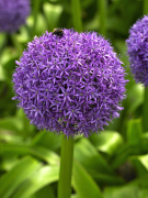 FAM_13944_Allium_Globemaster-FAM