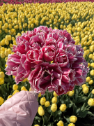 FAM_Flower_Farm_0349-AA-Altea-high