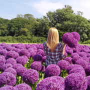 FAM_Flower_Farm_Allium-Globemaster