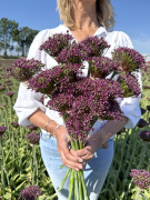 FAM_Flower_Farm_Allium-Magic-high