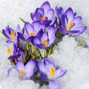 FAM_Flower_Farm_Crocus-Aqua-1