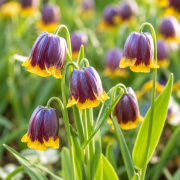 FAM_Flower_Farm_Fritillaria-Michailovski-10x