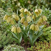 FAM_Flower_Farm_Fritillaria-Pallidiflora