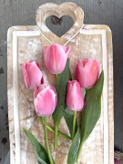 FAM_Flower_Farm_IMG_0037-AA-Emmas-Choice-high