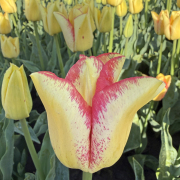 FAM_Flower_Farm_IMG_0197-AA-Fire-Glow-high